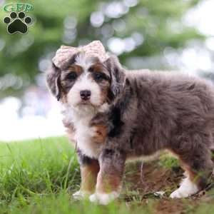 Pelle, Mini Bernedoodle Puppy